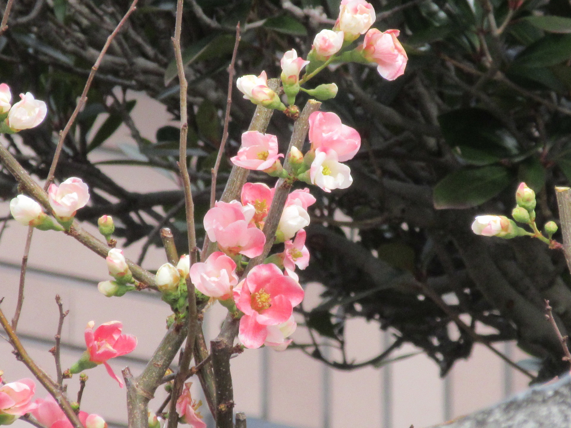 寒木瓜 かんぼけ の花 旬の迷写真