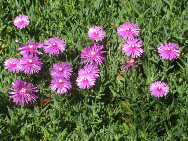 松葉菊いっぱい♪